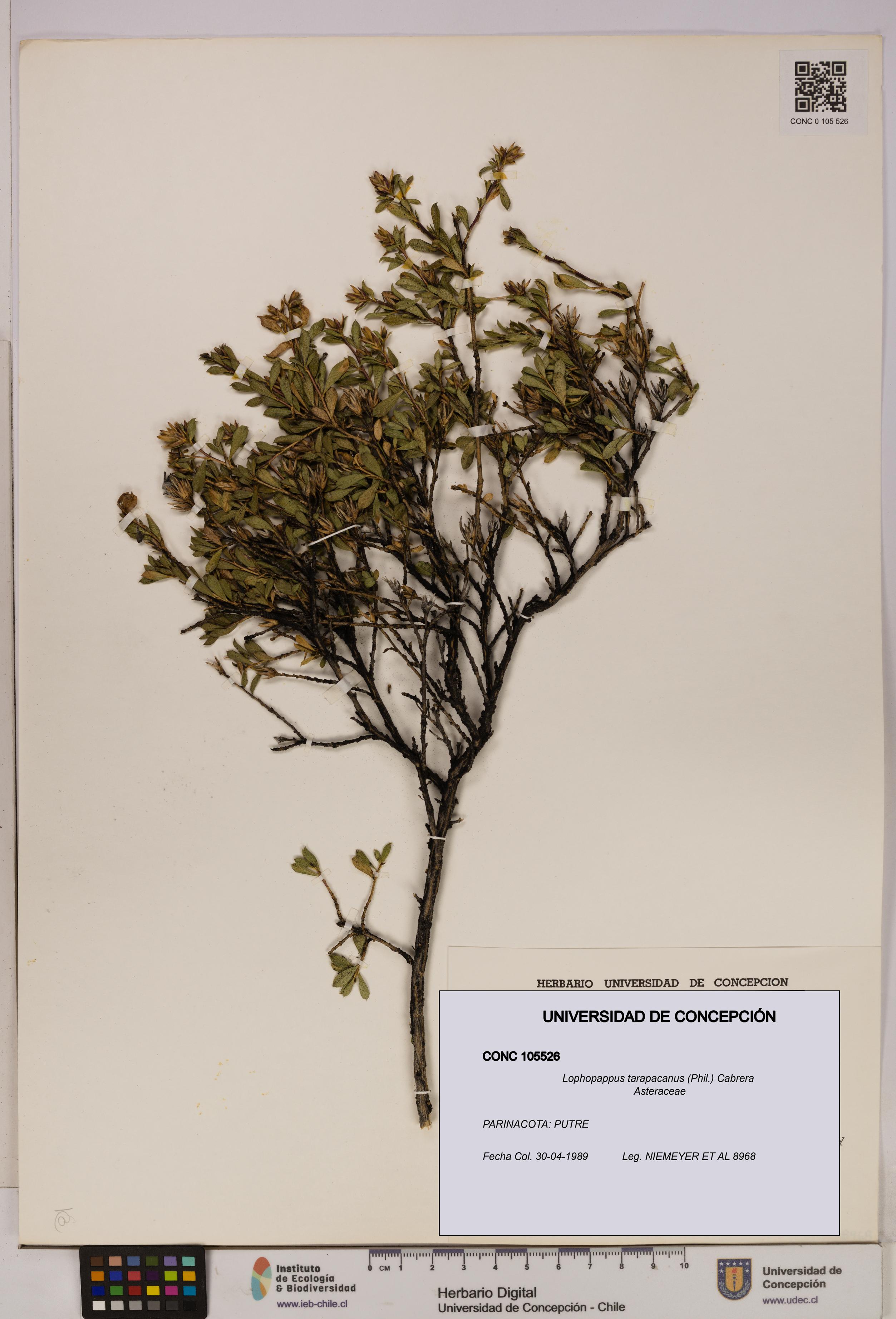 Lophopappus tarapacanus [Espécimen: UDEC:CONC:0105526]