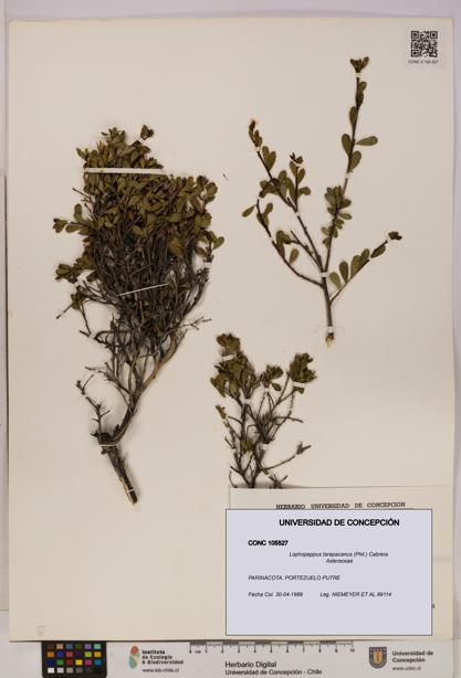 Lophopappus tarapacanus [Espécimen: UDEC:CONC:0105527]