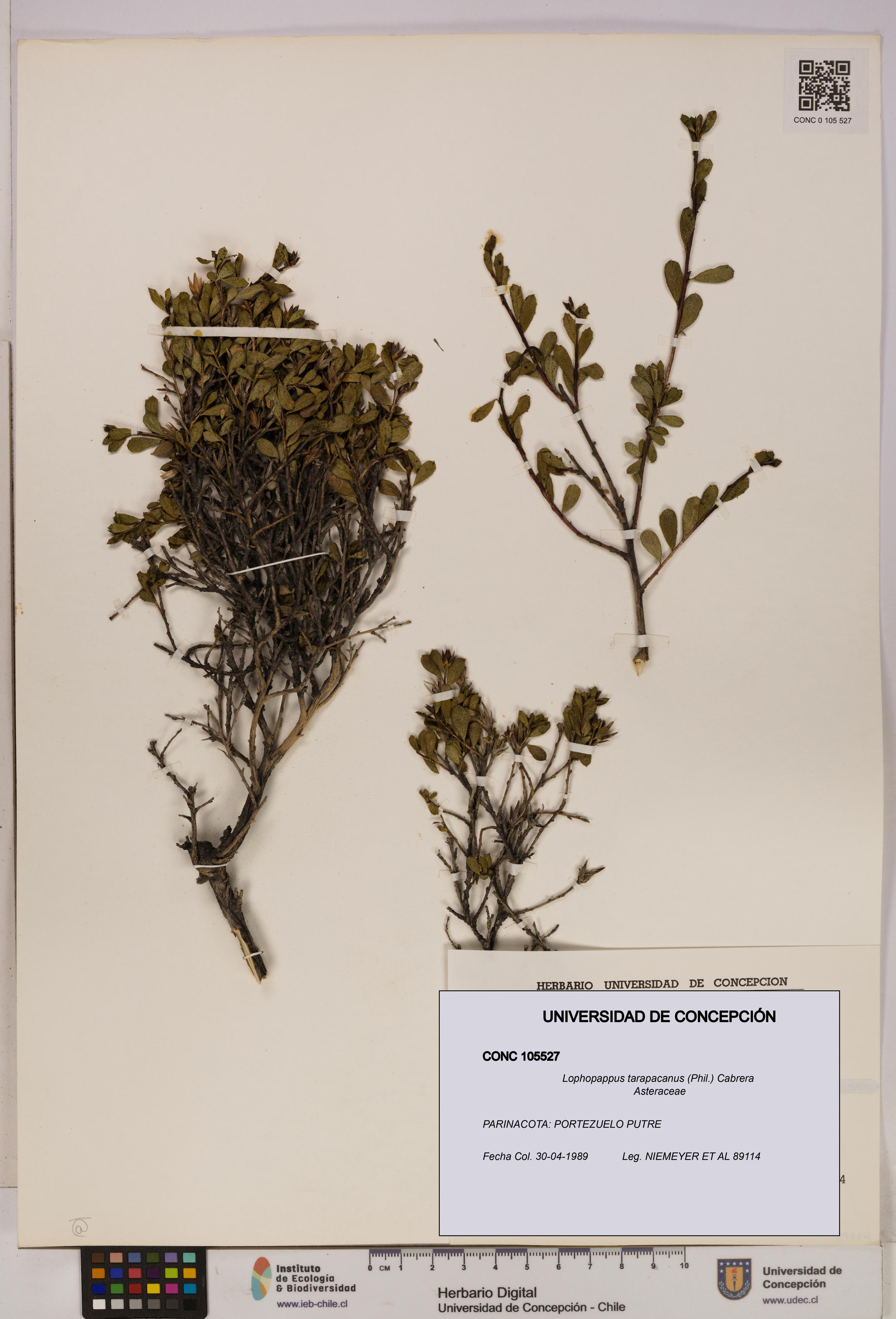 Lophopappus tarapacanus [Espécimen: UDEC:CONC:0105527]