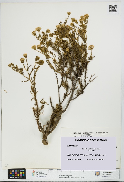 Senecio reicheanus [Espécimen: UDEC:CONC:0105529]