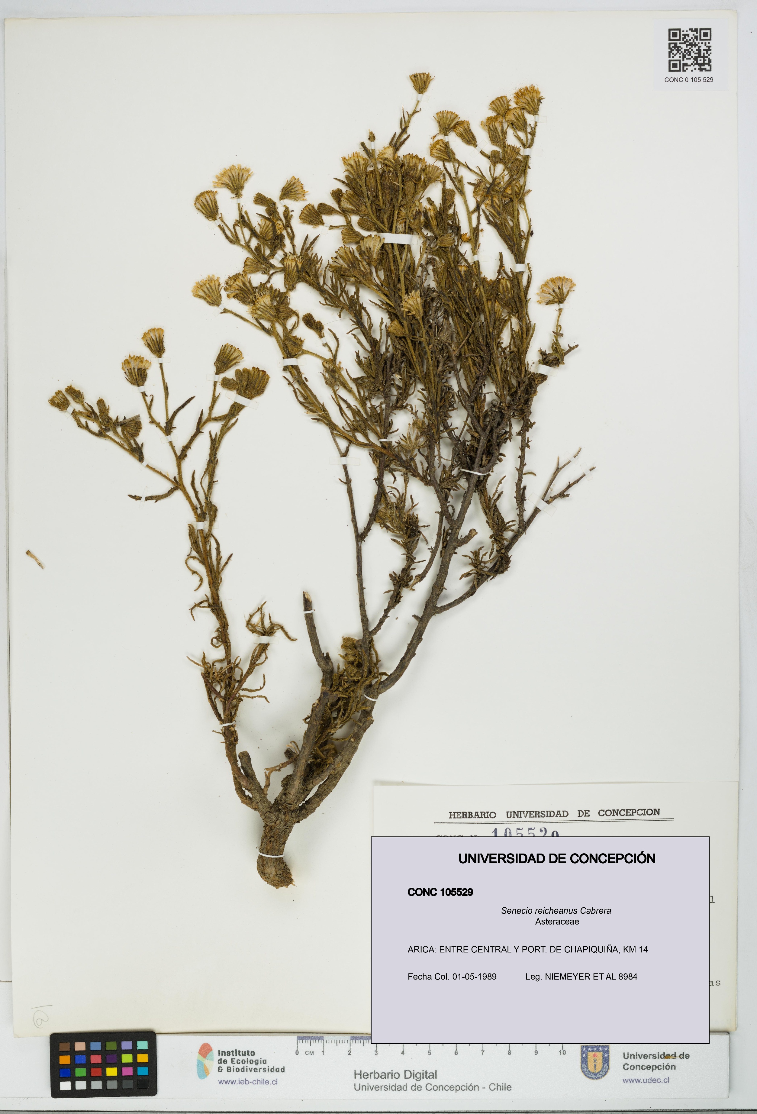 Senecio reicheanus [Espécimen: UDEC:CONC:0105529]