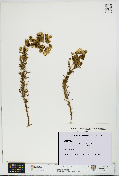 Senecio reicheanus [Espécimen: UDEC:CONC:0105530]