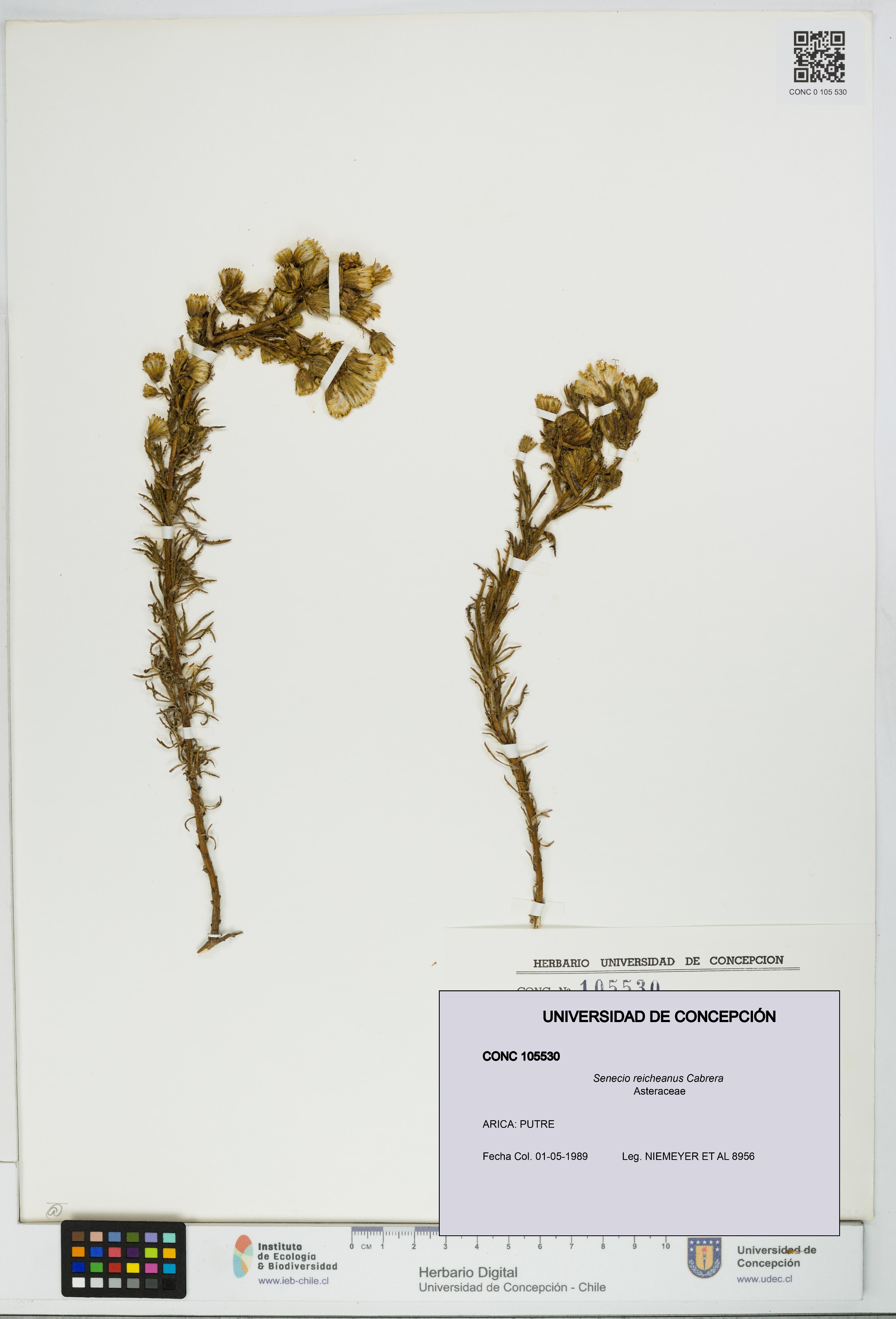 Senecio reicheanus [Espécimen: UDEC:CONC:0105530]