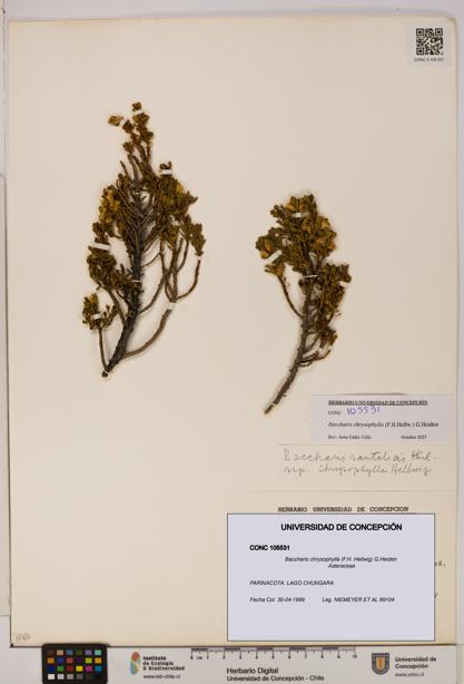 Baccharis chrysophylla [Espécimen: UDEC:CONC:0105531]