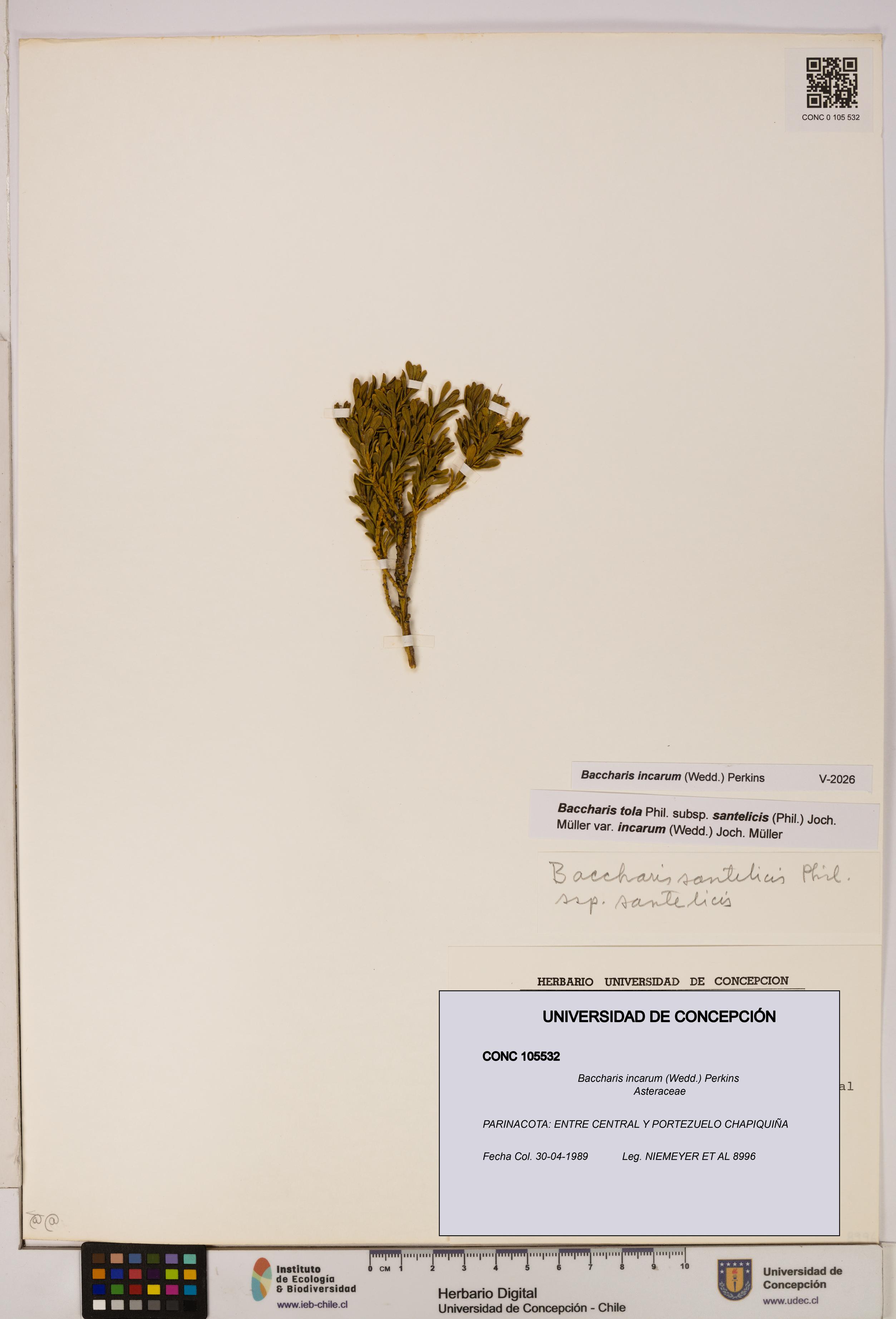 Baccharis incarum [Espécimen: UDEC:CONC:0105532]