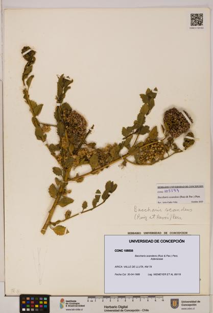 Baccharis scandens [Espécimen: UDEC:CONC:0105533]