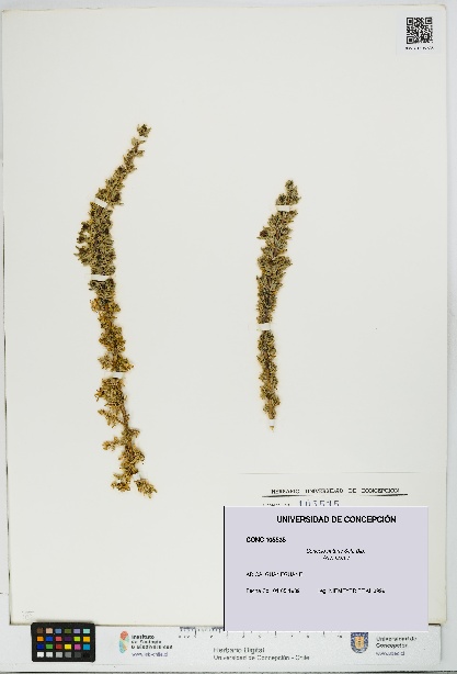Senecio nutans [Espécimen: UDEC:CONC:0105535]