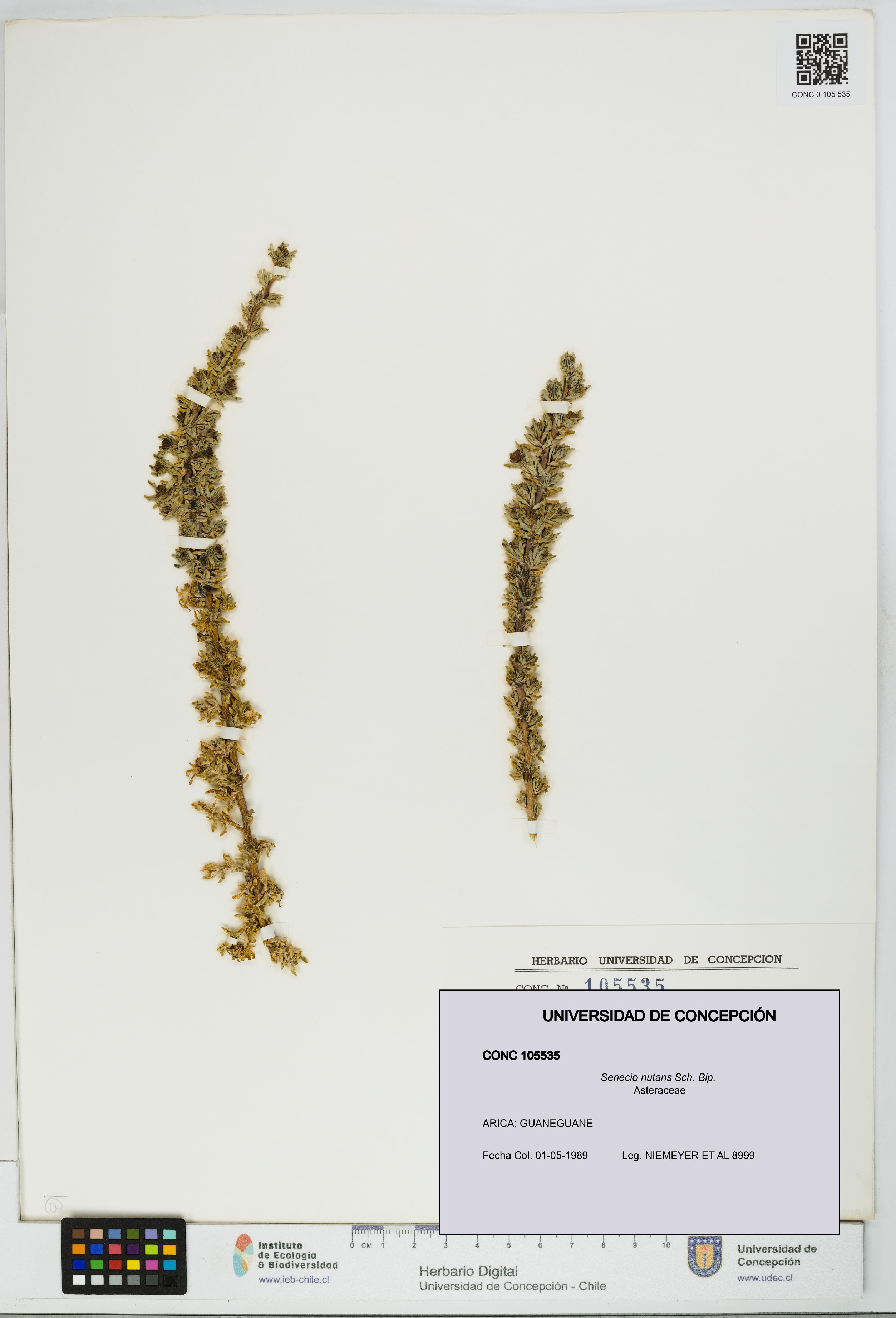 Senecio nutans [Espécimen: UDEC:CONC:0105535]