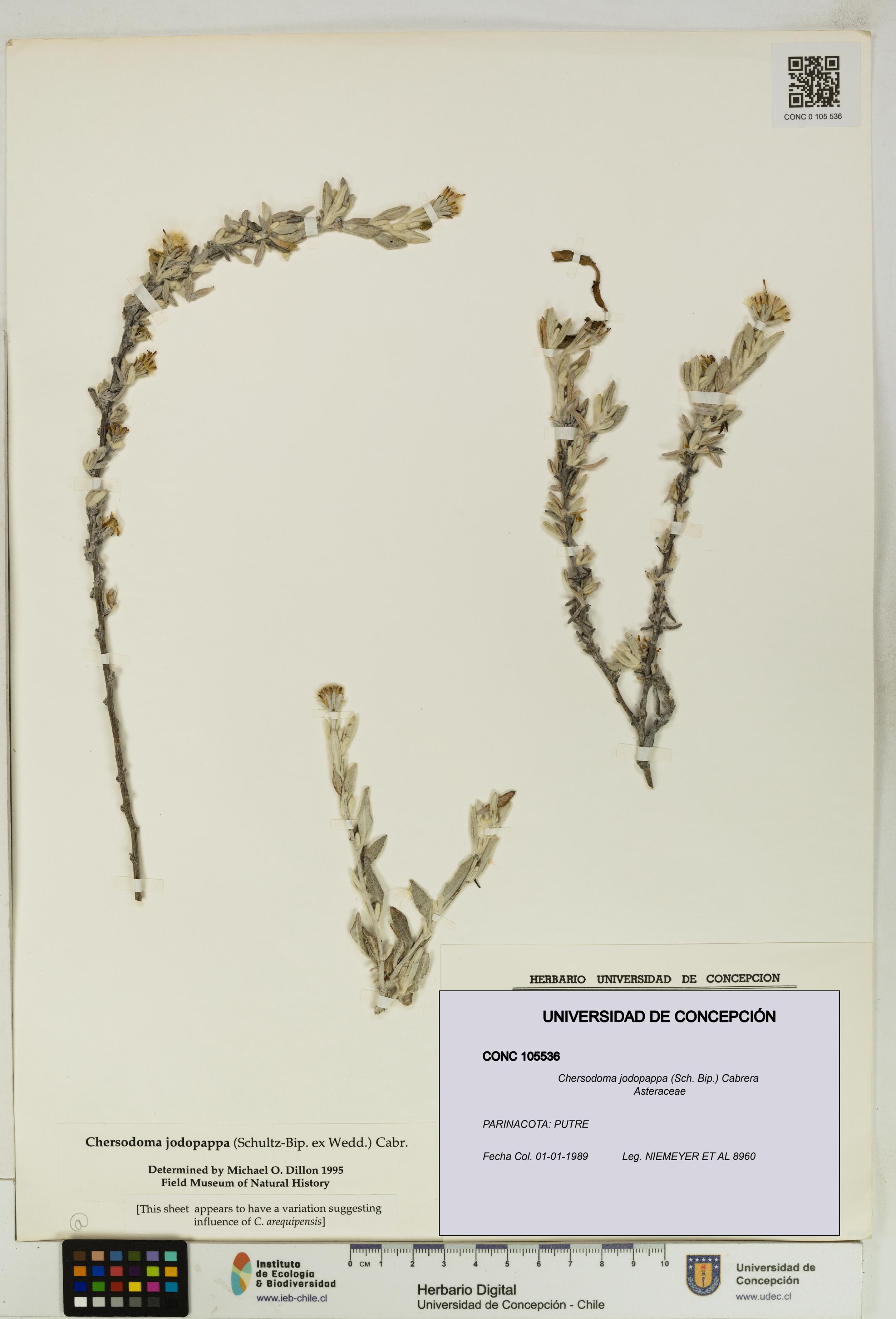 Chersodoma jodopappa [Espécimen: UDEC:CONC:0105536]