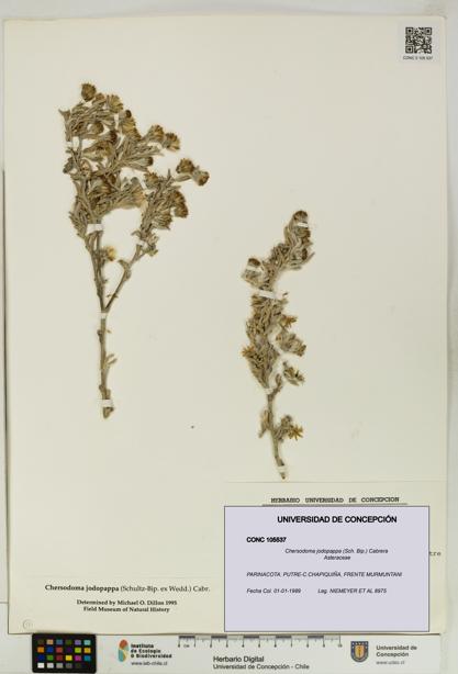 Chersodoma jodopappa [Espécimen: UDEC:CONC:0105537]