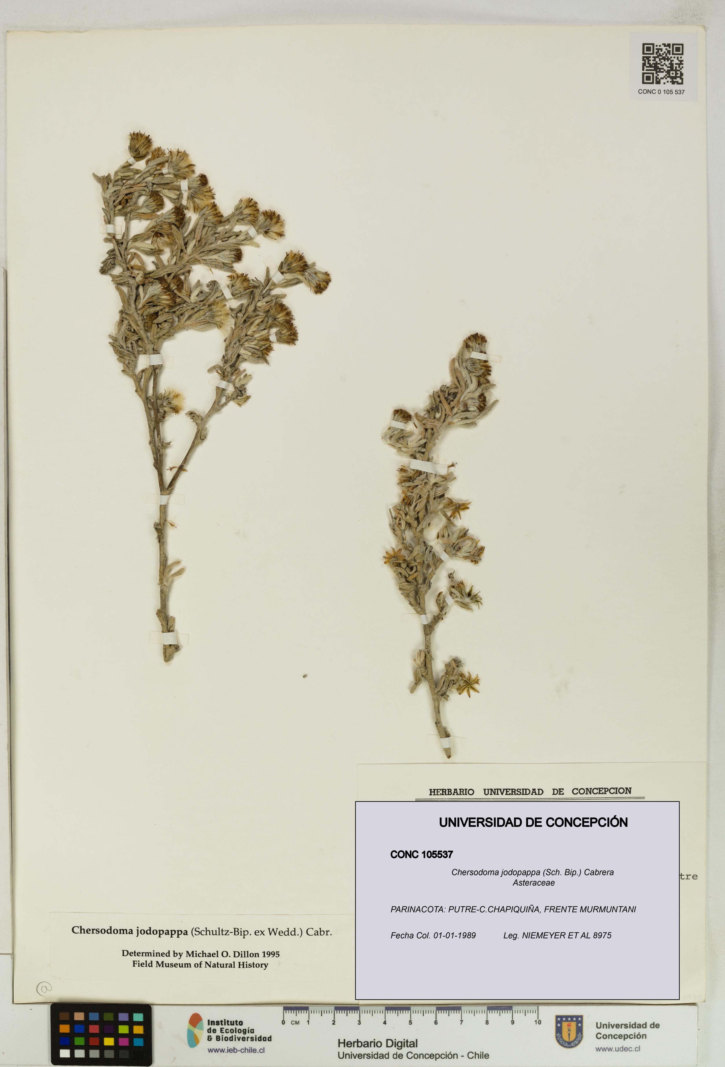 Chersodoma jodopappa [Espécimen: UDEC:CONC:0105537]