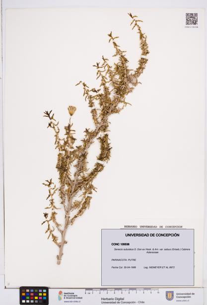Senecio subulatus [Espécimen: ]