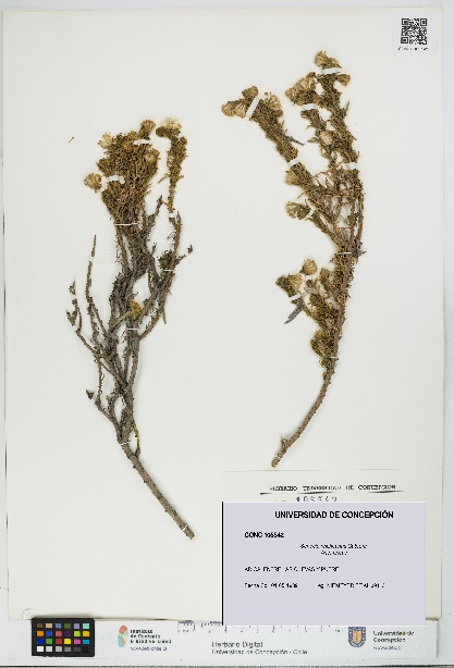 Senecio reicheanus [Espécimen: UDEC:CONC:0105542]