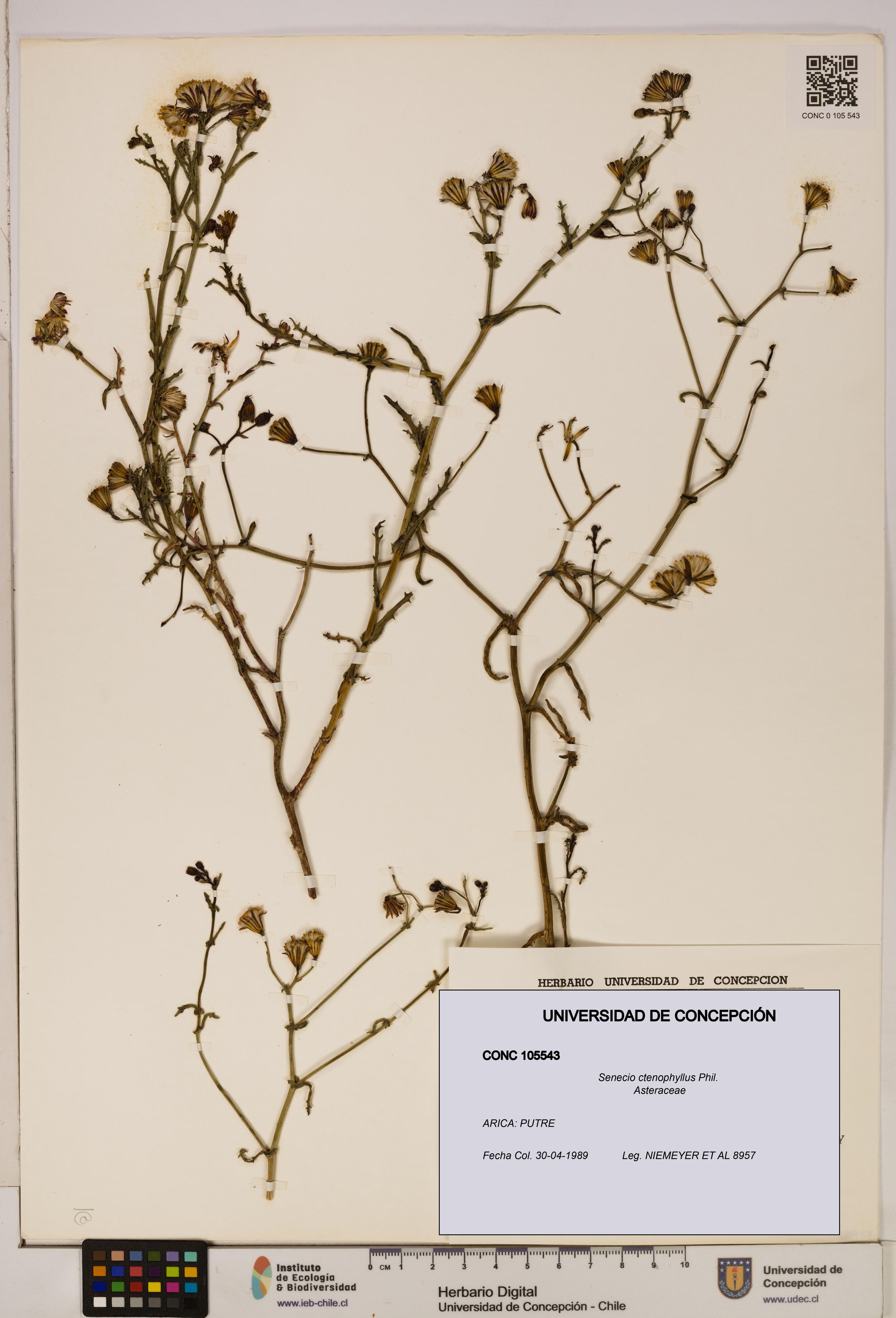 Senecio ctenophyllus [Espécimen: UDEC:CONC:0105543]