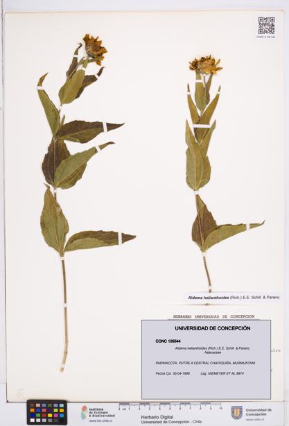 Aldama helianthoides [Espécimen: ]
