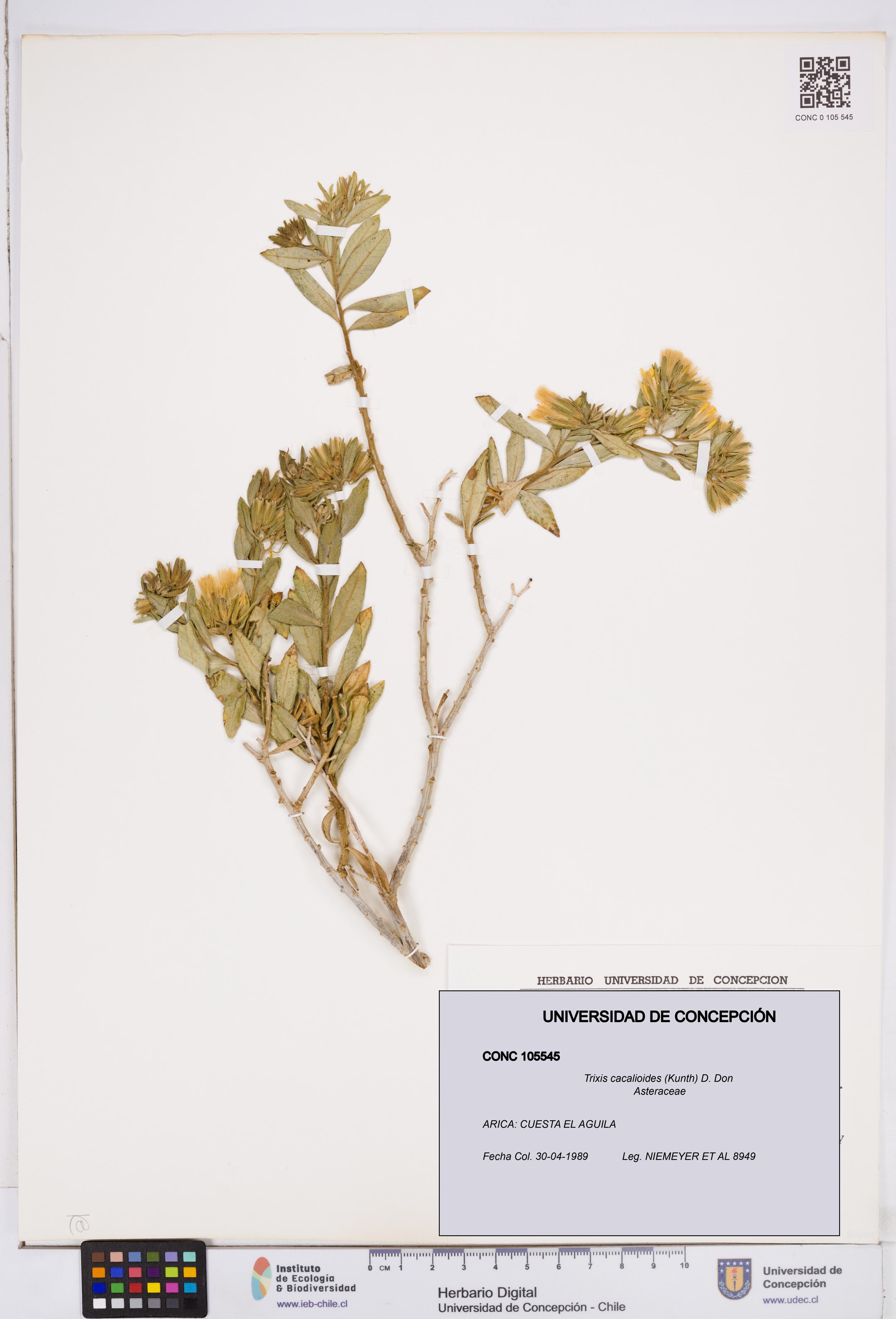 Trixis cacalioides [Espécimen: ]