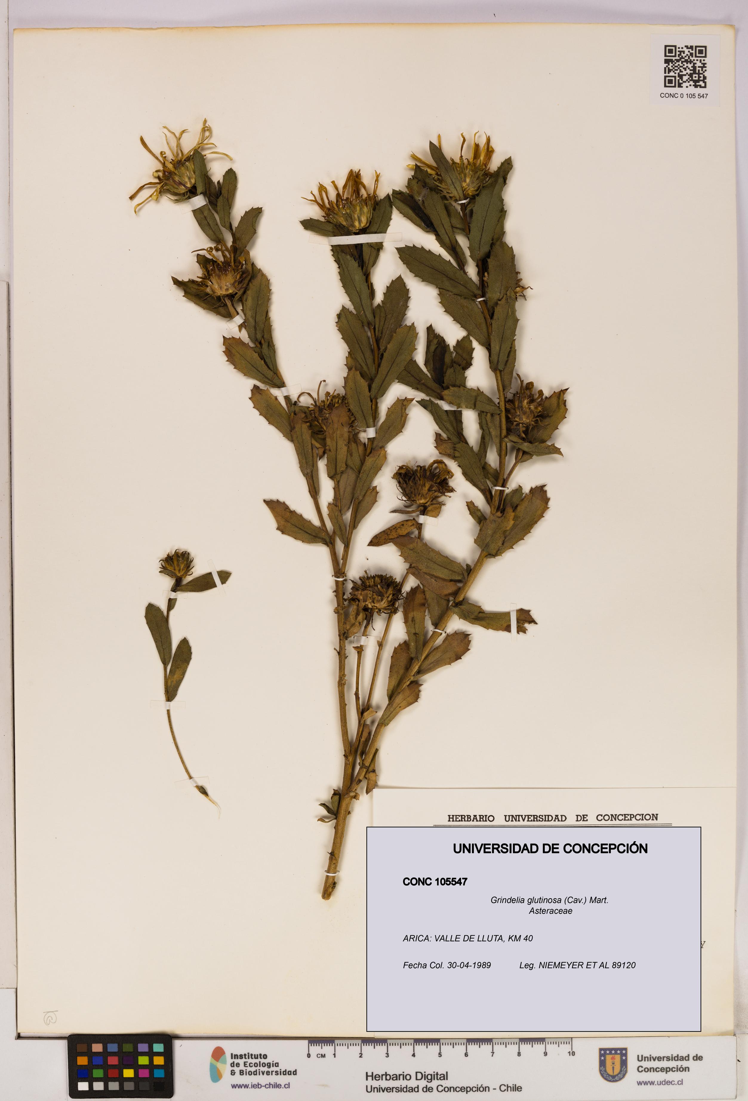 Grindelia glutinosa [Espécimen: UDEC:CONC:0105547]