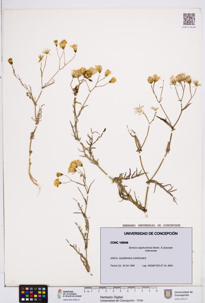 Senecio zapahuirensis [Espécimen: ]