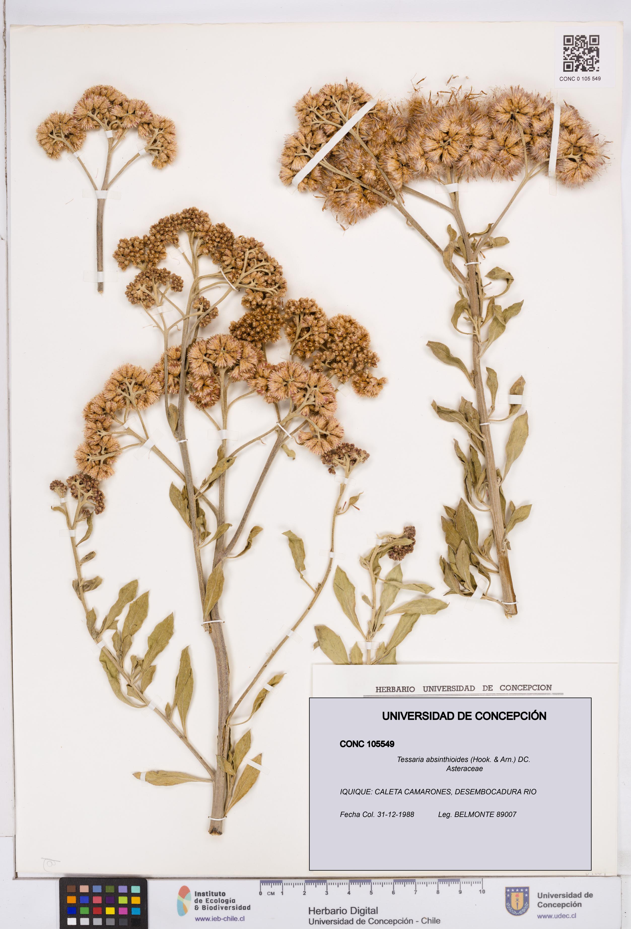 Tessaria absinthioides [Espécimen: ]