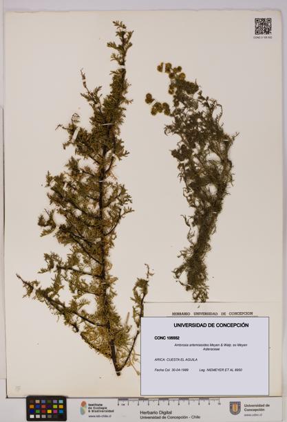 Ambrosia artemisioides [Espécimen: UDEC:CONC:0105552]