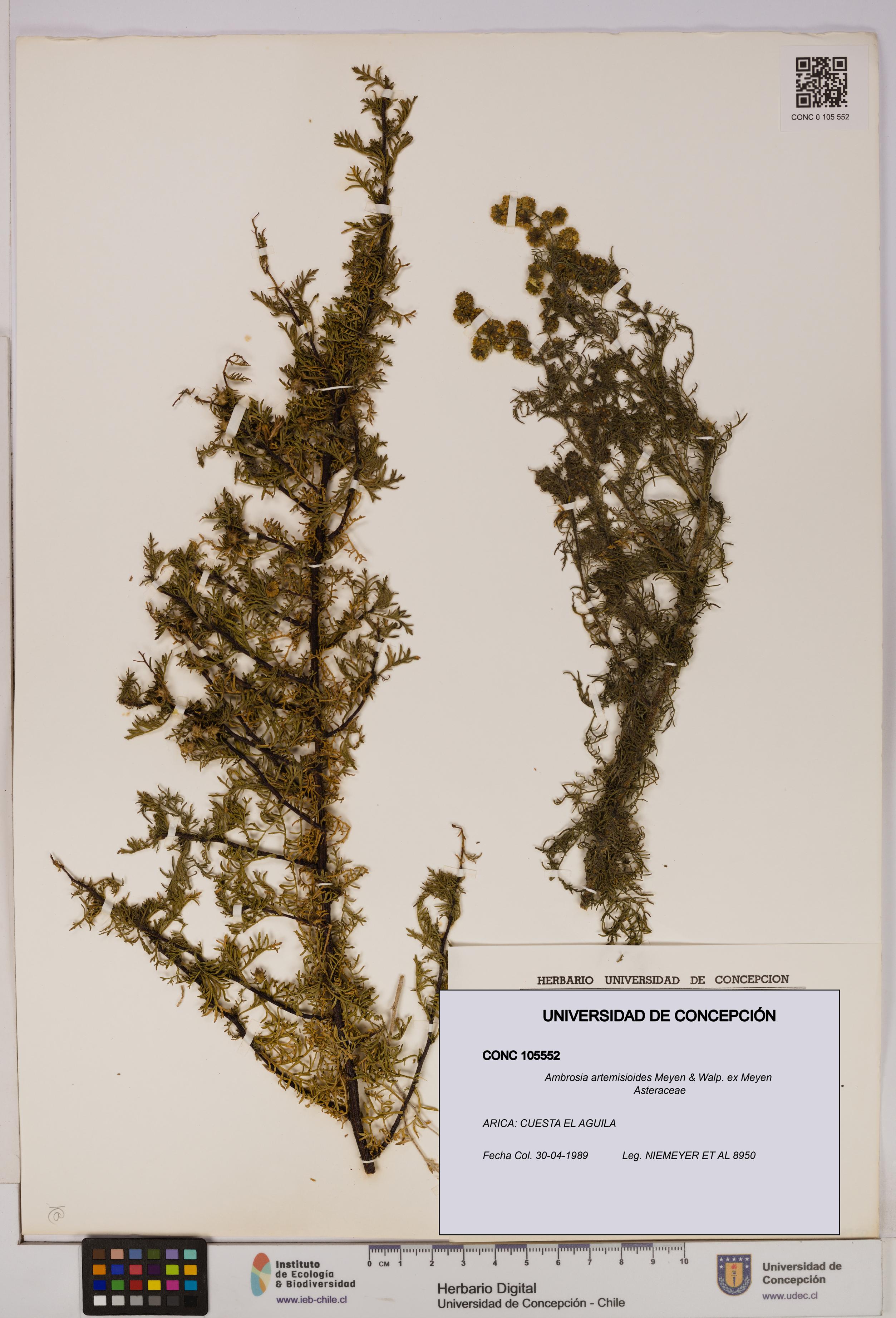 Ambrosia artemisioides [Espécimen: UDEC:CONC:0105552]
