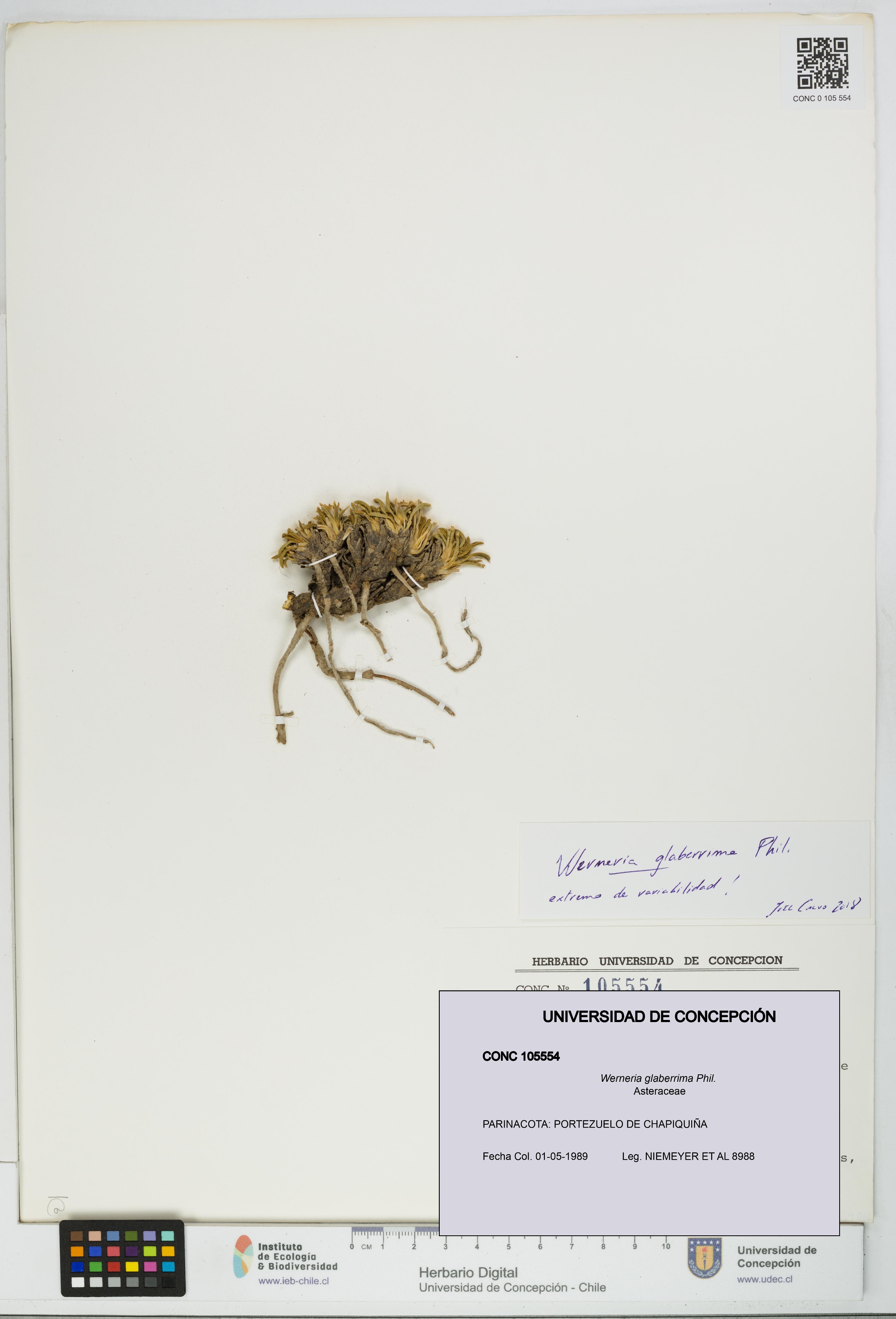Werneria glaberrima [Espécimen: UDEC:CONC:0105554]