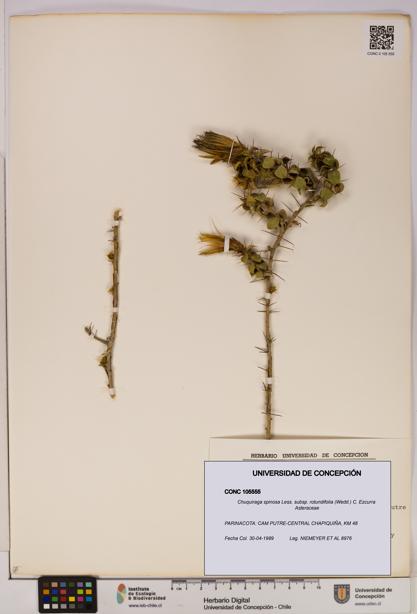 Chuquiraga spinosa subsp. rotundifolia [Espécimen: UDEC:CONC:0105555]
