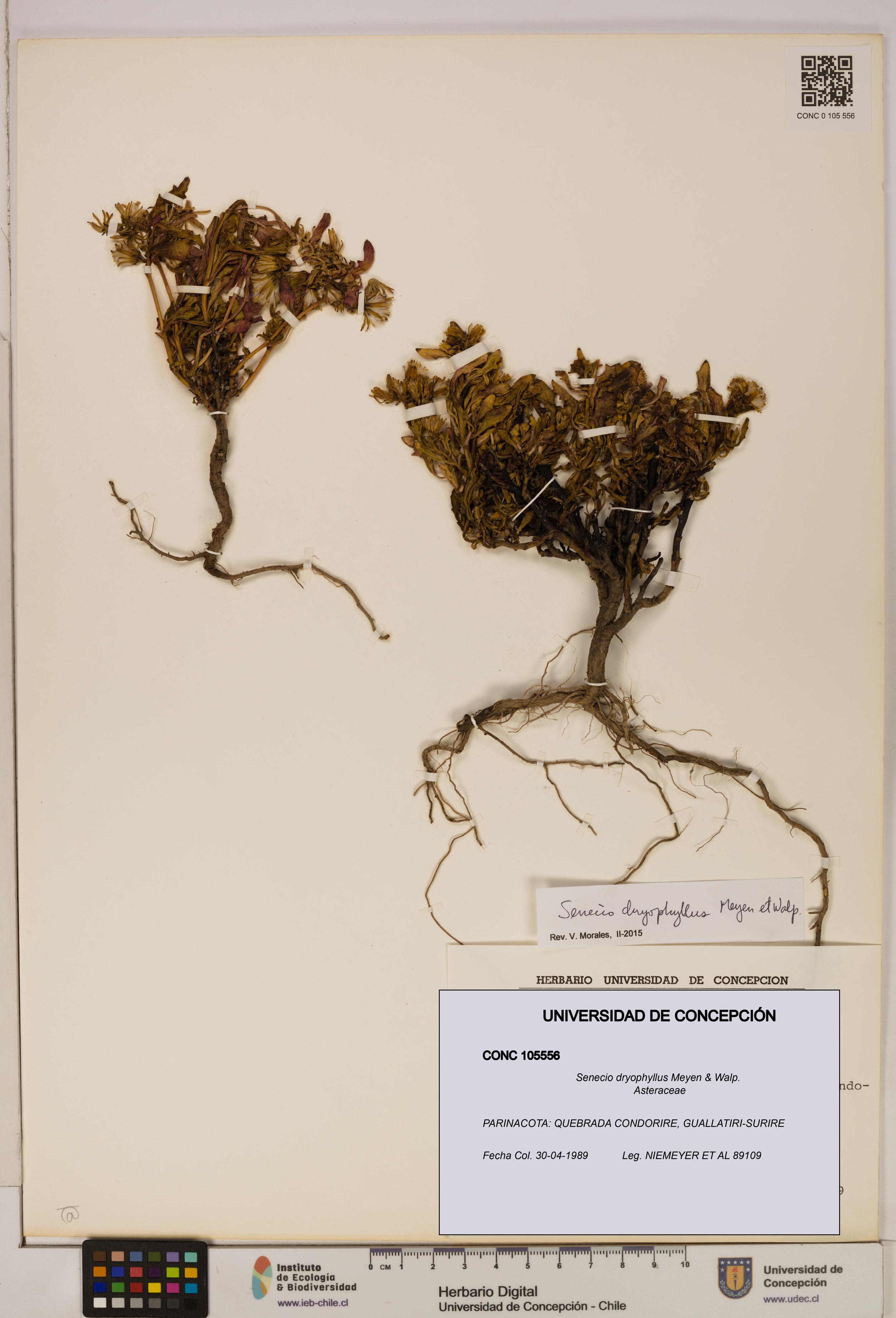 Senecio dryophyllus [Espécimen: UDEC:CONC:0105556]