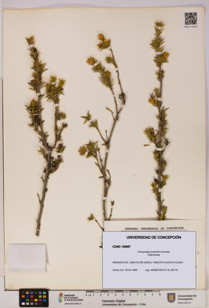 Chuquiraga kuschelii [Espécimen: UDEC:CONC:0105557]