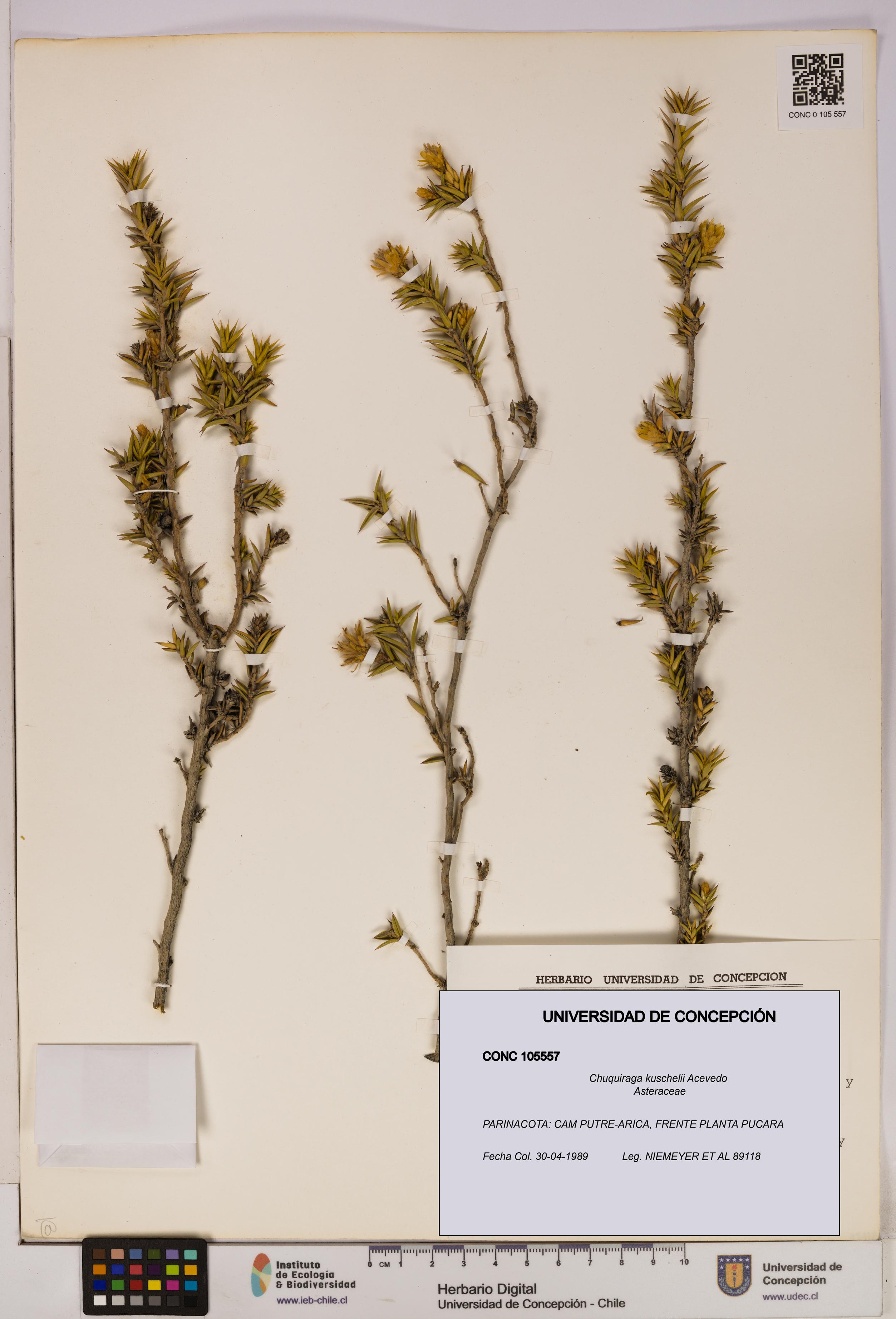 Chuquiraga kuschelii [Espécimen: UDEC:CONC:0105557]