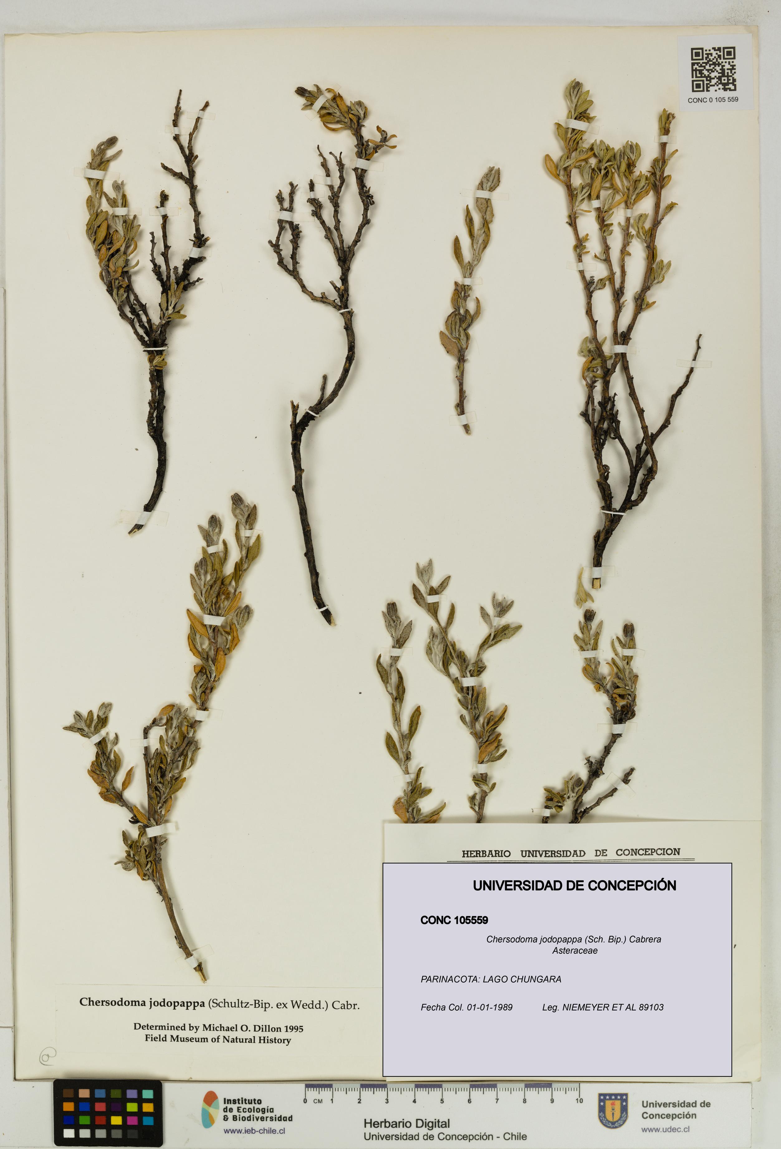 Chersodoma jodopappa [Espécimen: UDEC:CONC:0105559]