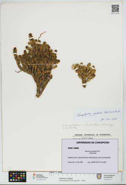 Werneria weddellii [Espécimen: UDEC:CONC:0105560]