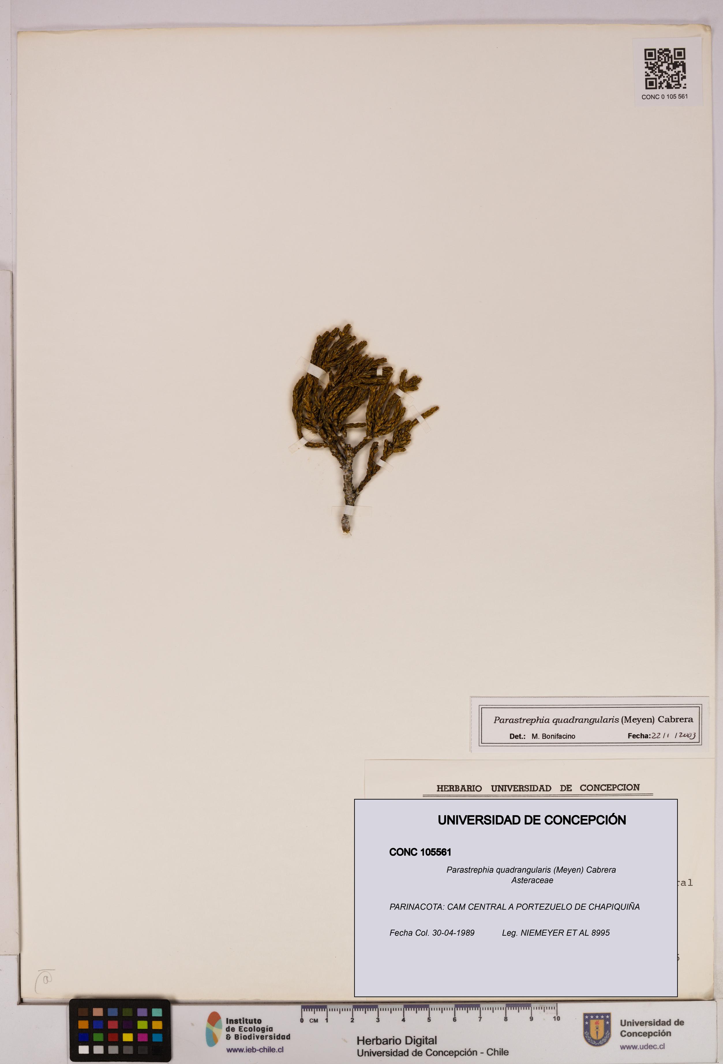 Parastrephia quadrangularis [Espécimen: UDEC:CONC:0105561]