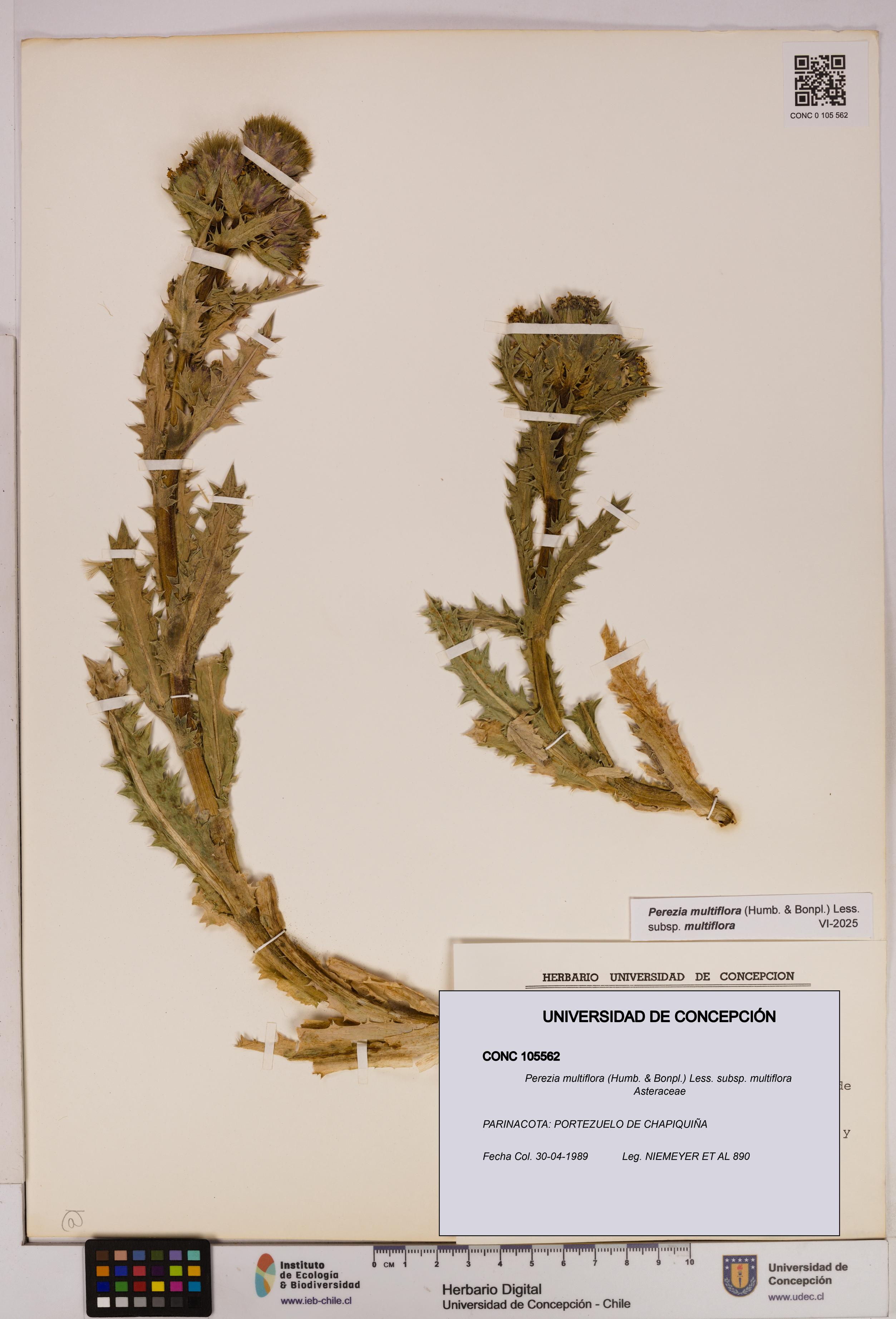 Perezia multiflora subsp. multiflora [Espécimen: UDEC:CONC:0105562]