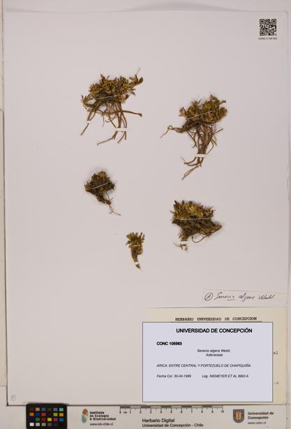 Senecio algens [Espécimen: UDEC:CONC:0105563]