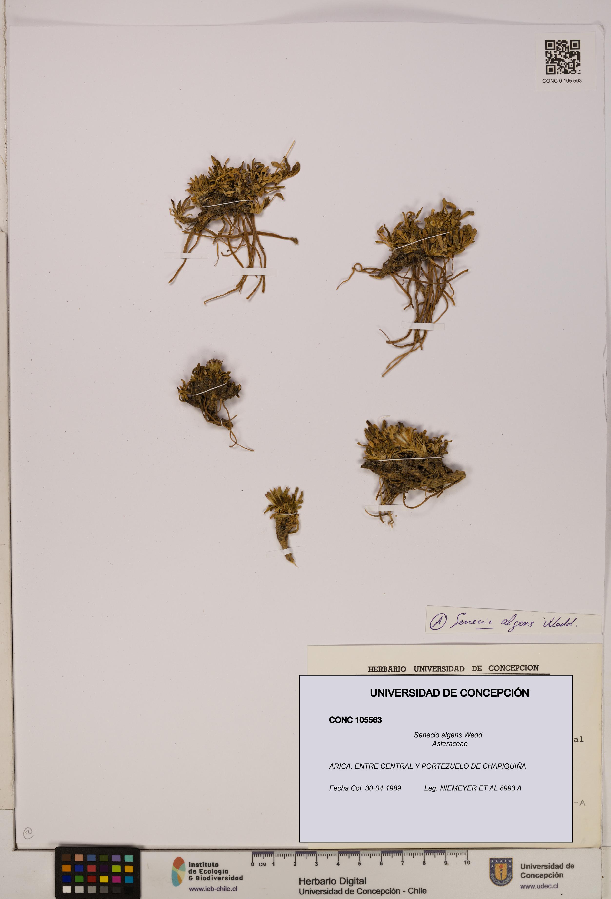 Senecio algens [Espécimen: UDEC:CONC:0105563]
