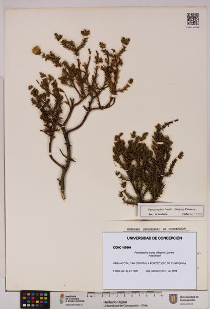 Parastrephia lucida [Espécimen: UDEC:CONC:0105564]