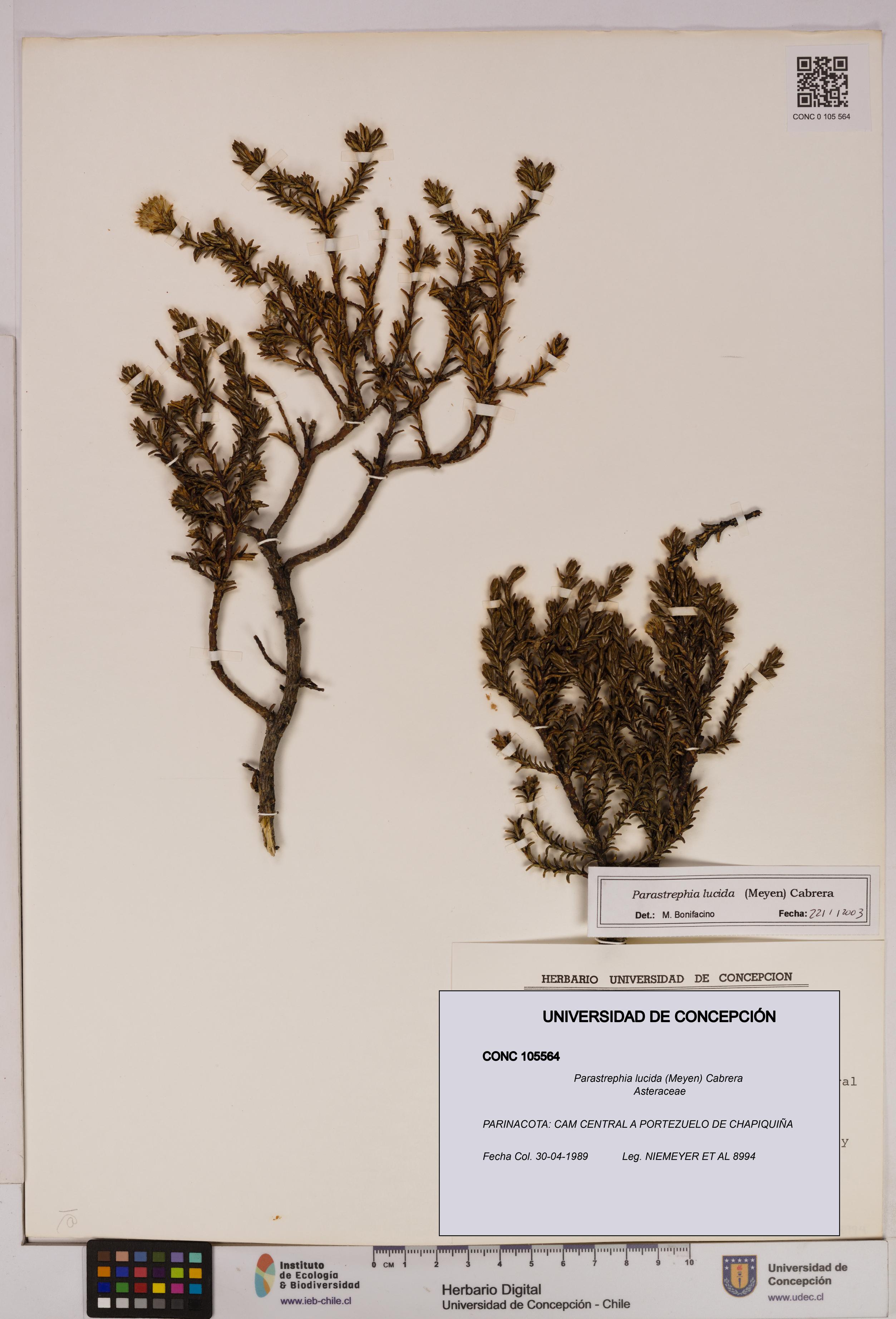 Parastrephia lucida [Espécimen: UDEC:CONC:0105564]