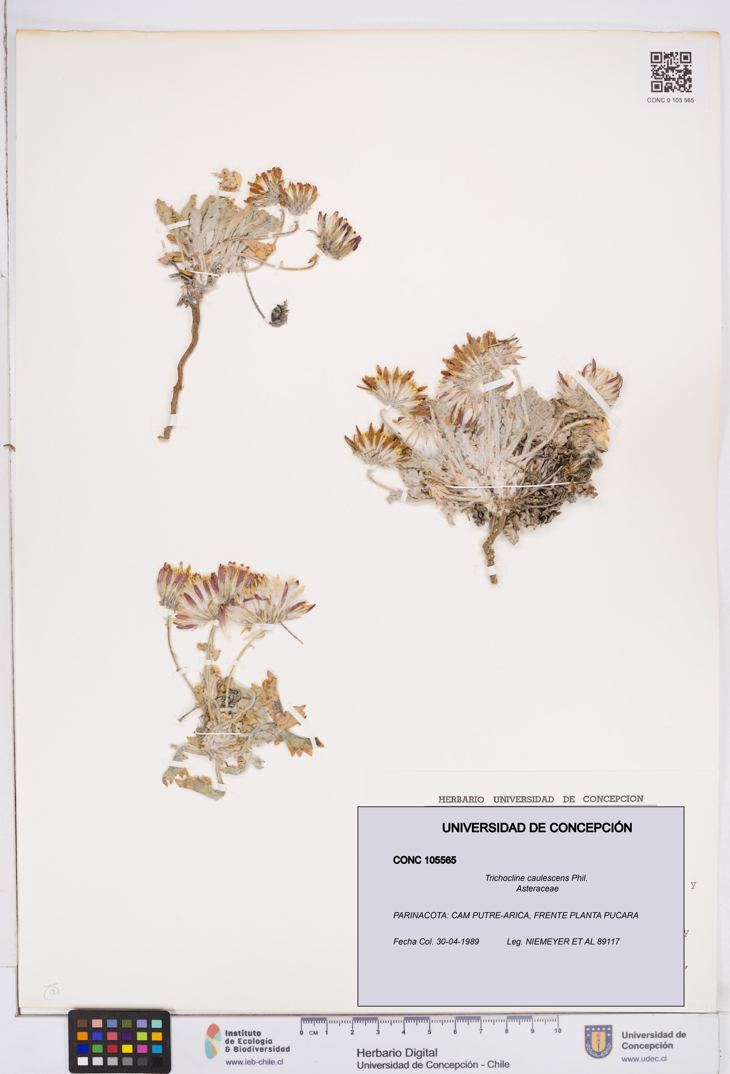 Trichocline caulescens [Espécimen: ]
