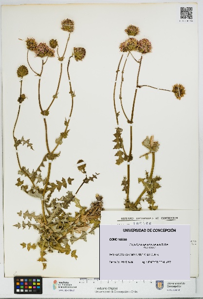 Polyachyrus sphaerocephalus [Espécimen: UDEC:CONC:0105566]