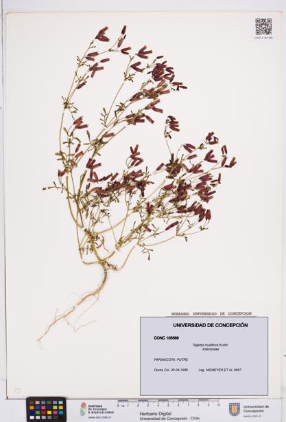 Tagetes multiflora [Espécimen: ]
