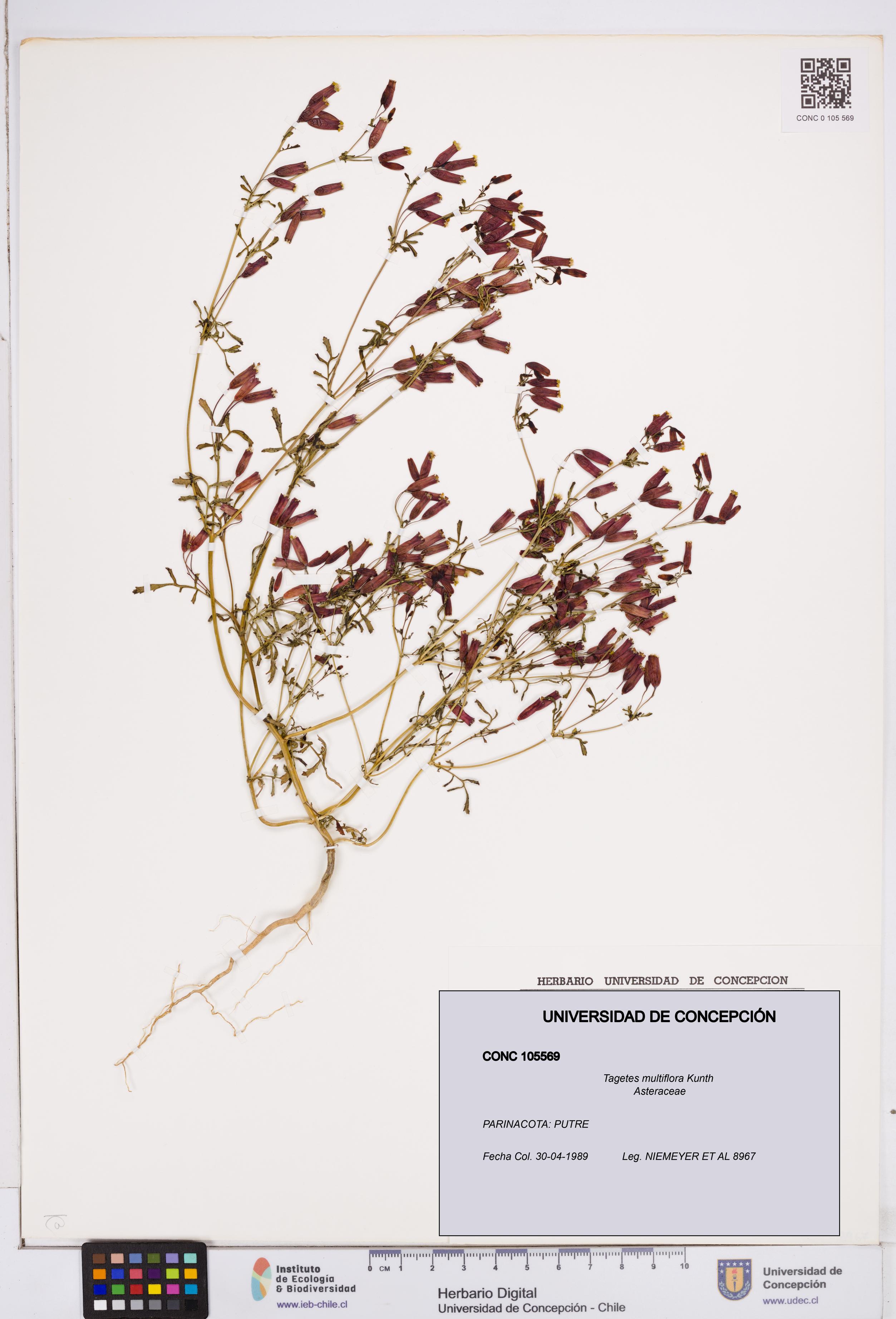 Tagetes multiflora [Espécimen: ]
