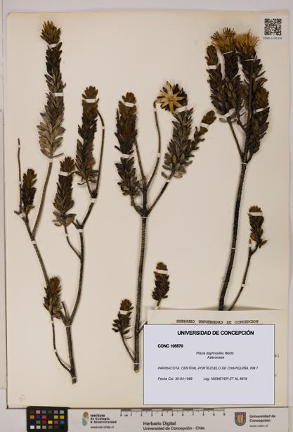 Plazia daphnoides [Espécimen: UDEC:CONC:0105570]