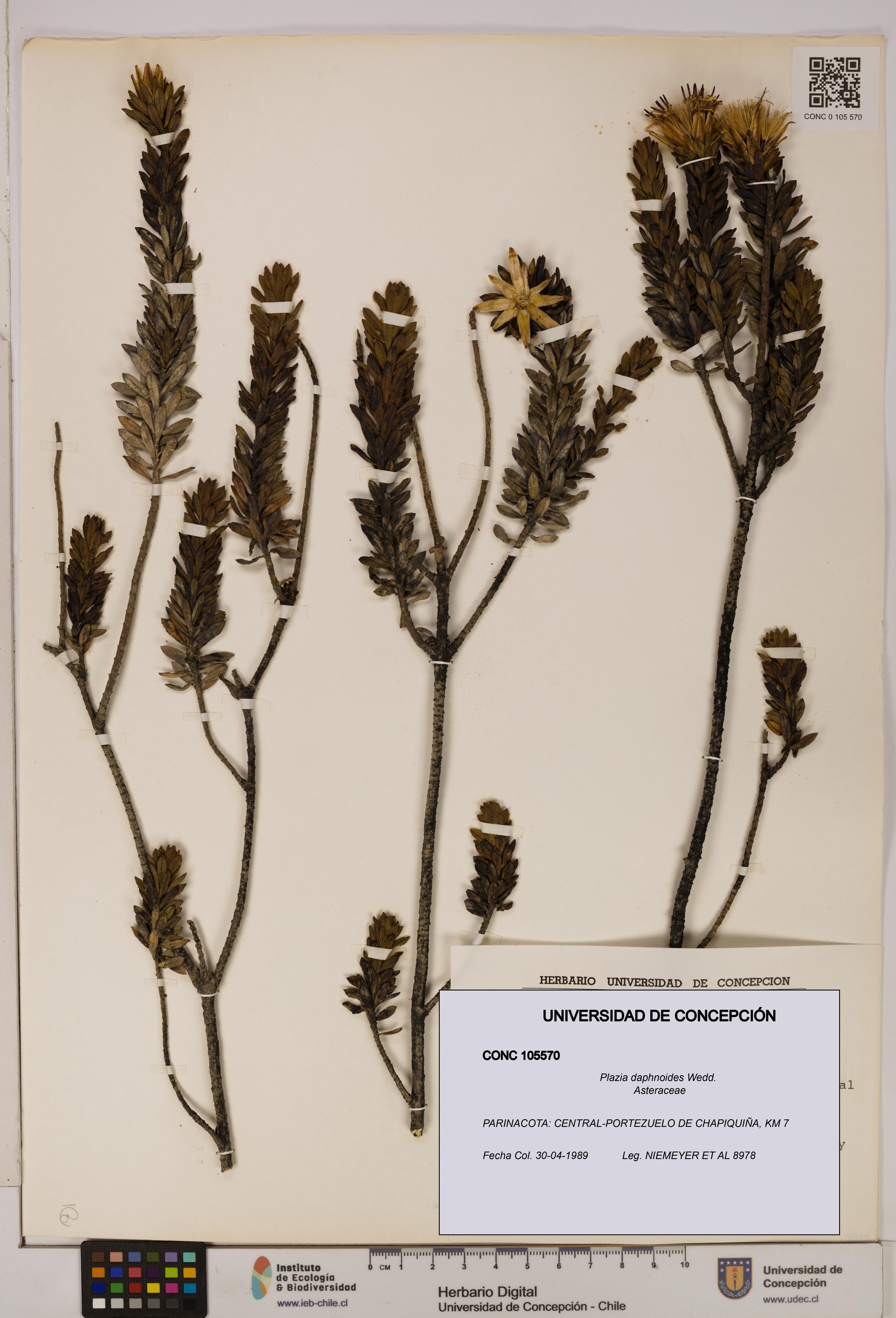 Plazia daphnoides [Espécimen: UDEC:CONC:0105570]