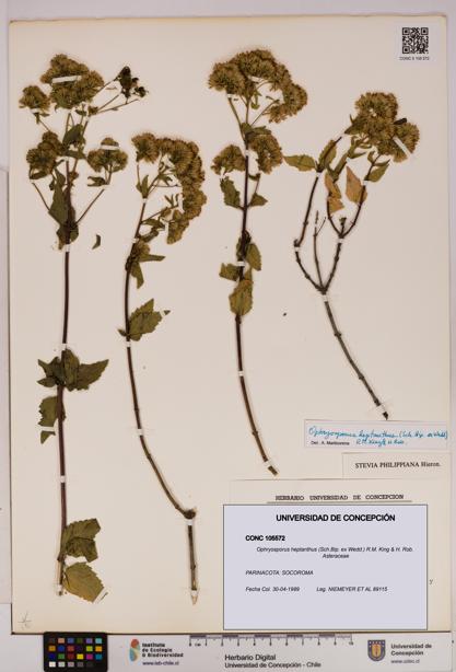 Ophryosporus heptanthus [Espécimen: UDEC:CONC:0105572]