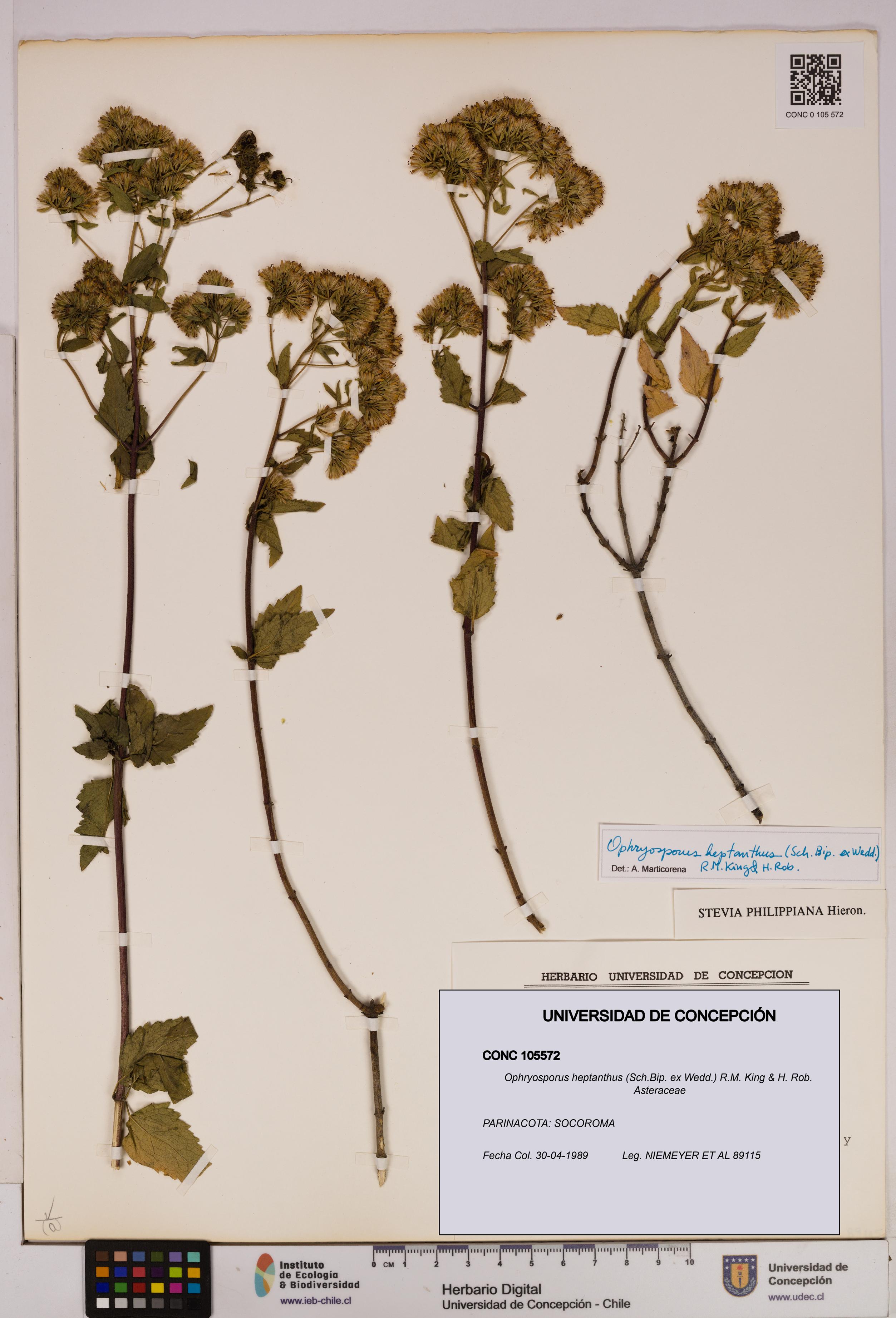 Ophryosporus heptanthus [Espécimen: UDEC:CONC:0105572]