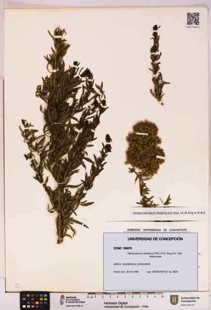 Ophryosporus pinifolius [Espécimen: UDEC:CONC:0105573]