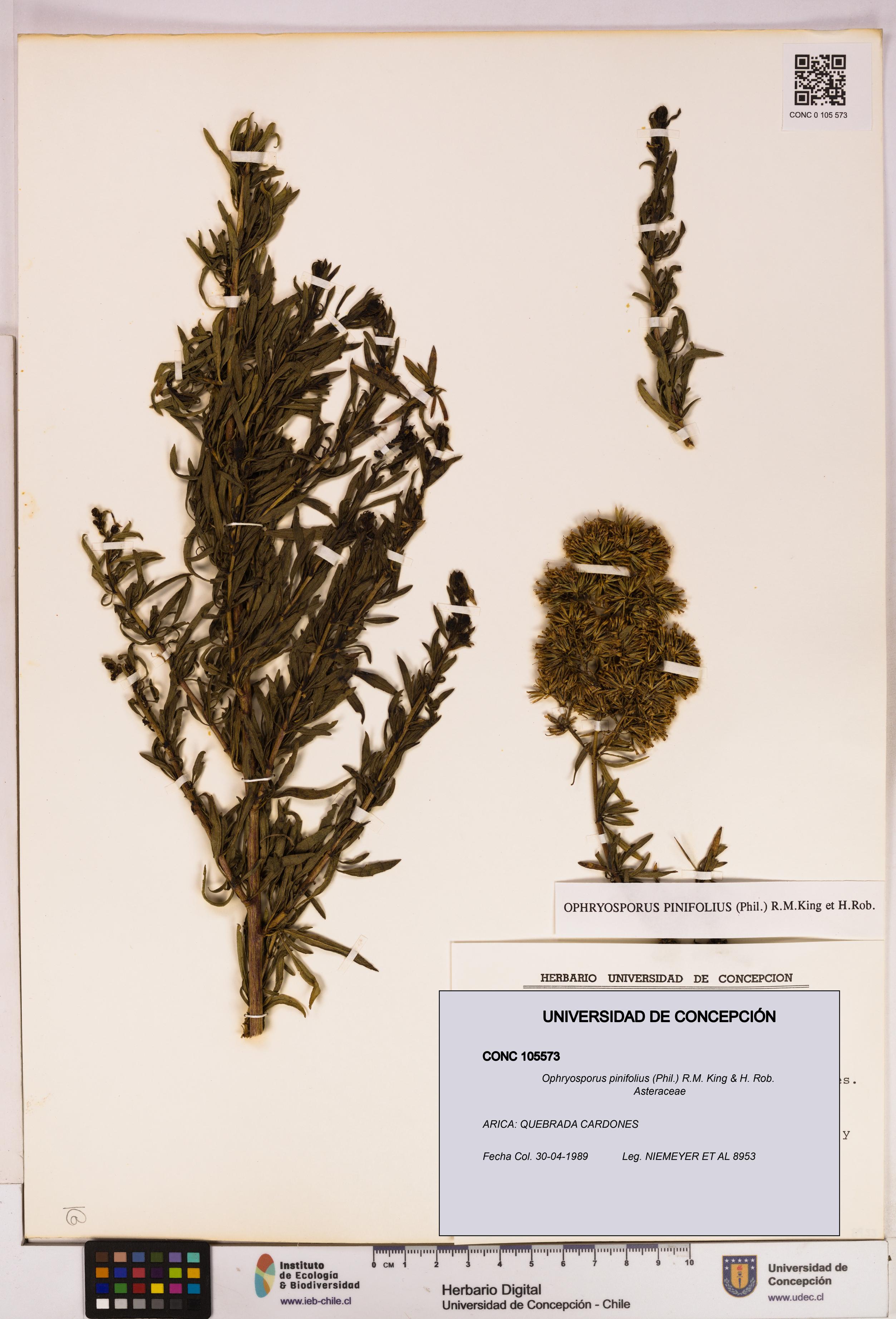Ophryosporus pinifolius [Espécimen: UDEC:CONC:0105573]