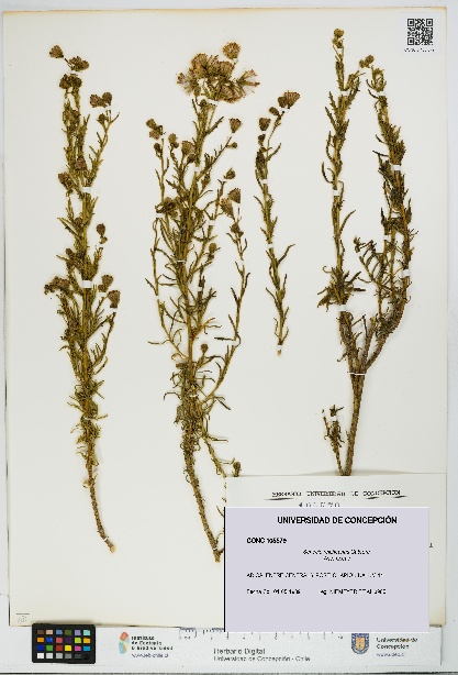 Senecio reicheanus [Espécimen: UDEC:CONC:0105579]