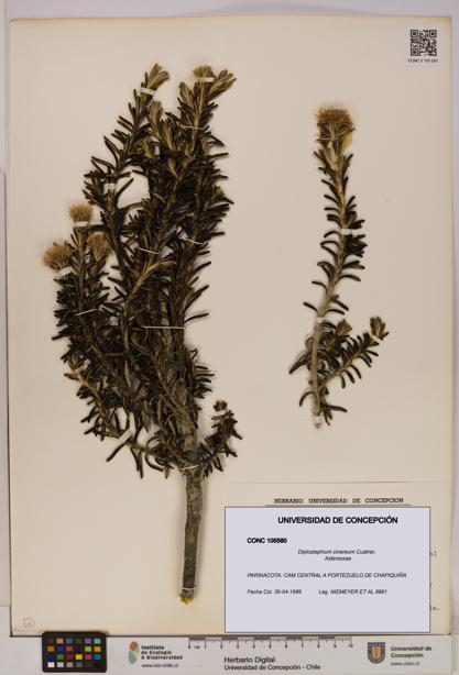 Diplostephium cinereum [Espécimen: UDEC:CONC:0105580]